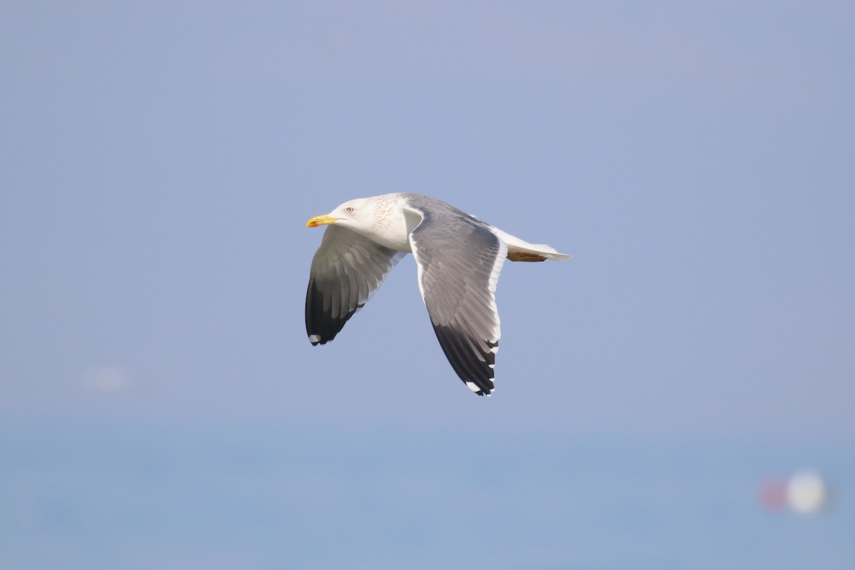 Lesser Black-backed Gull (Heuglin's) - ML640984622