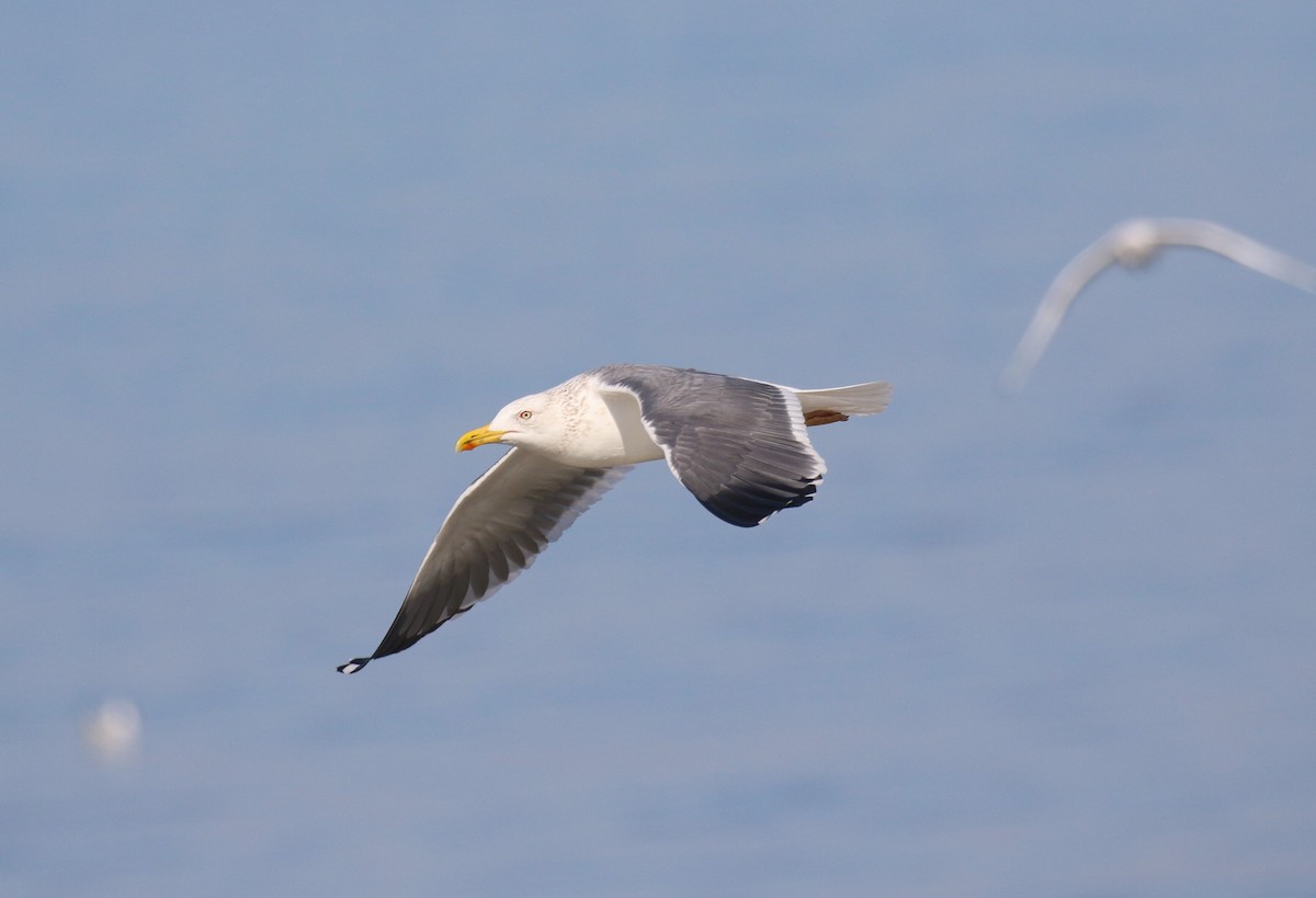 Lesser Black-backed Gull (Heuglin's) - ML640984623