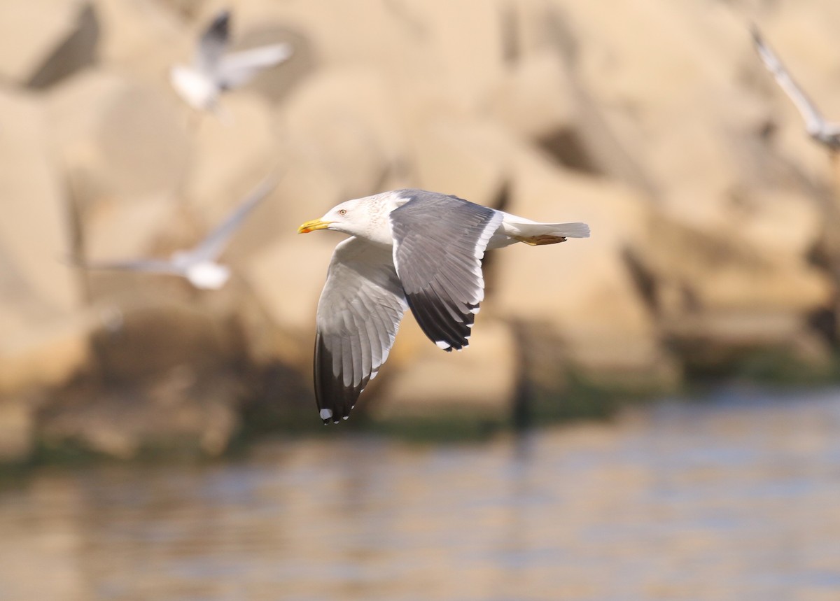 Lesser Black-backed Gull (Heuglin's) - ML640984624