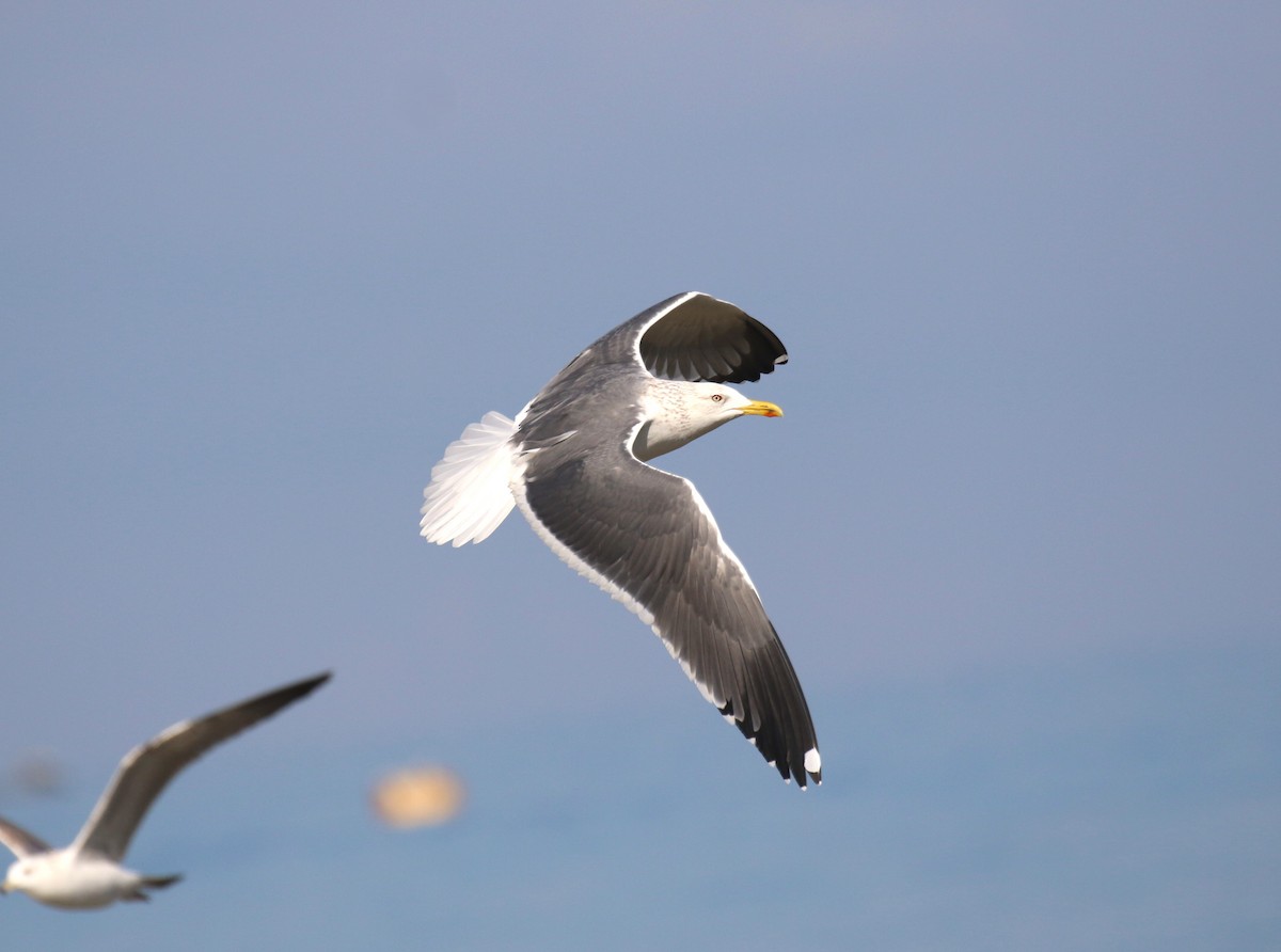 Lesser Black-backed Gull (Heuglin's) - ML640984625