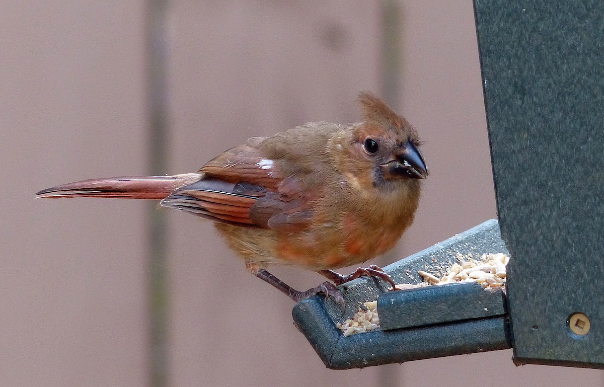 Northern Cardinal - ML640984626