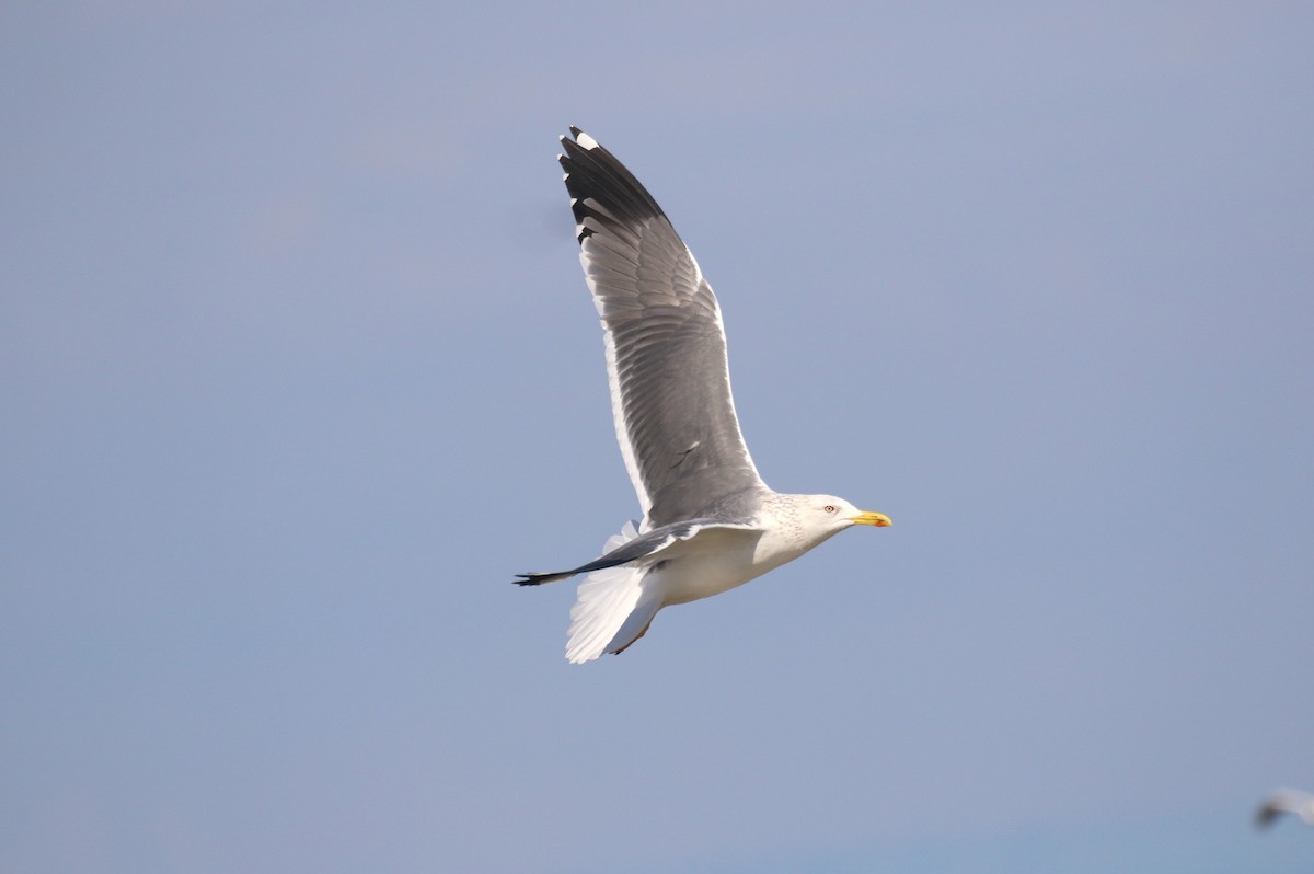 Lesser Black-backed Gull (Heuglin's) - ML640984627