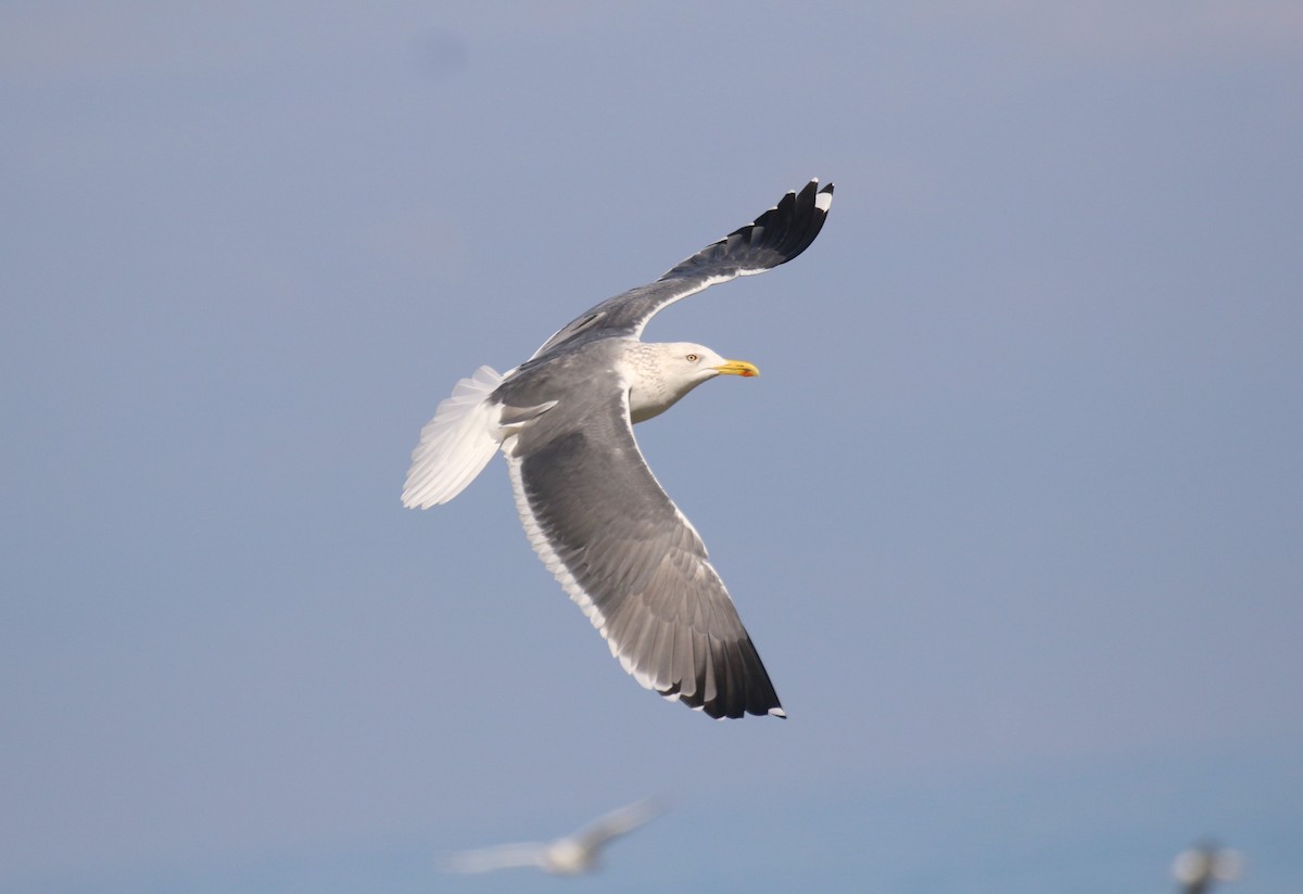 Lesser Black-backed Gull (Heuglin's) - ML640984628