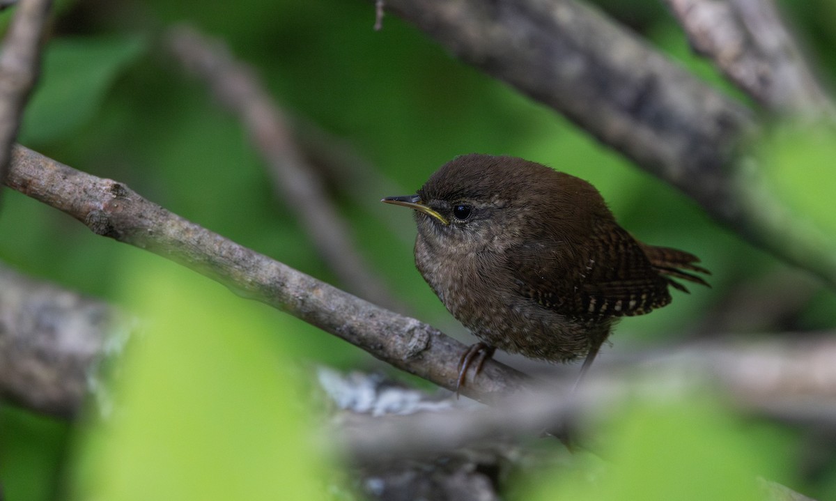 Winter Wren - ML640984636