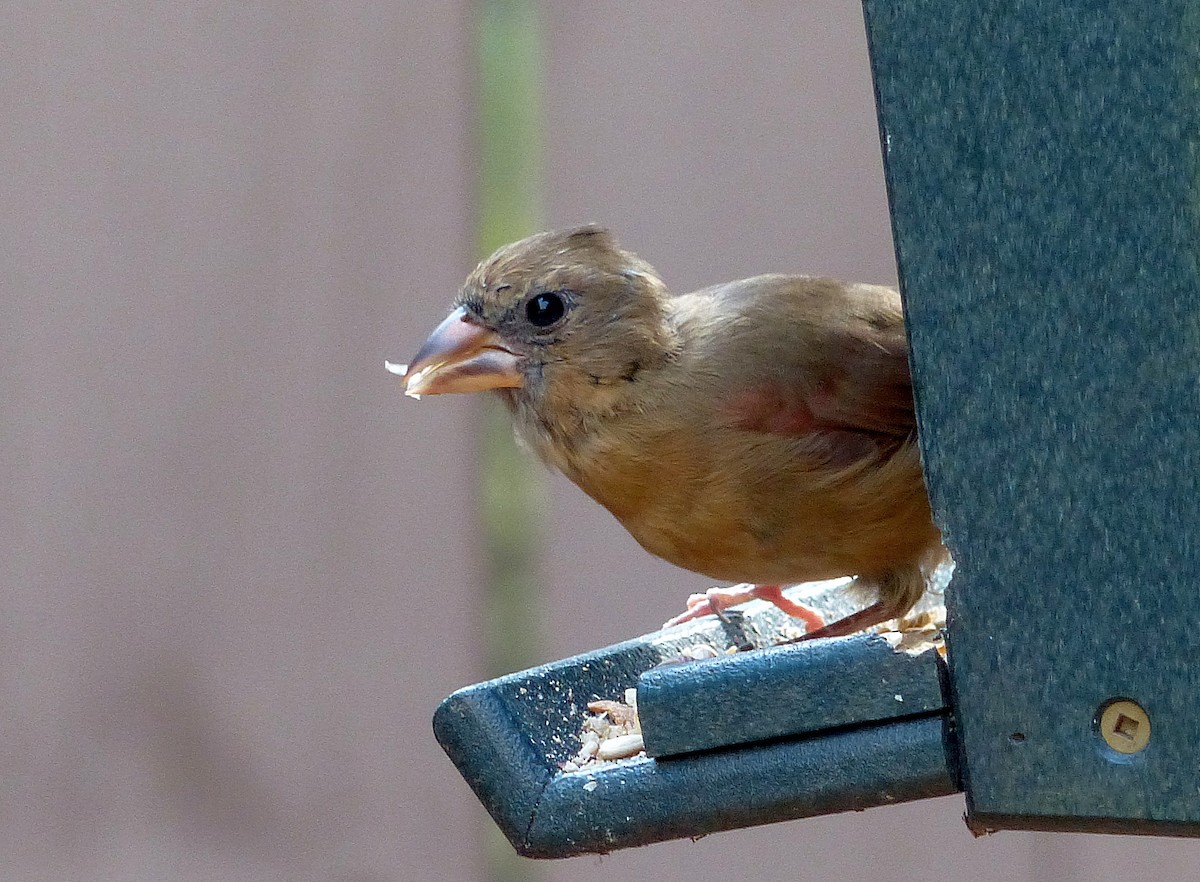 Northern Cardinal - ML640984638