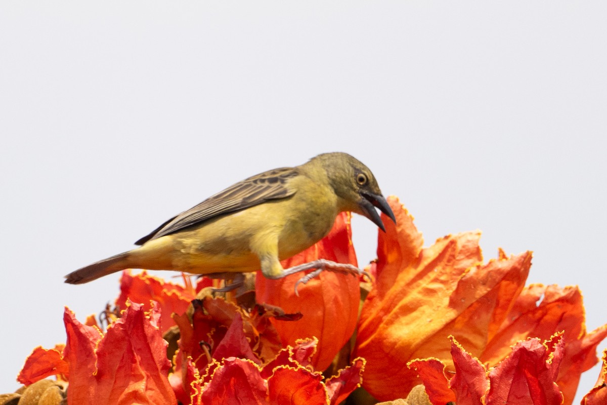 Vieillot's Black Weaver - ML640984649