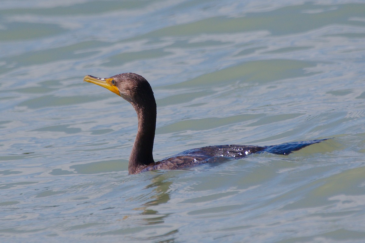 Double-crested Cormorant - ML640984655