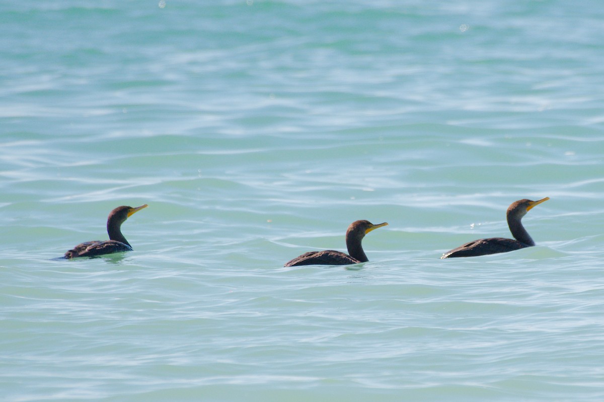 Double-crested Cormorant - ML640984657