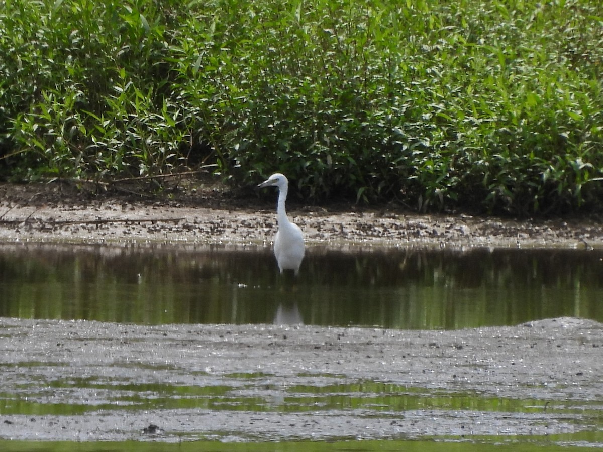 Little Blue Heron - ML640984677