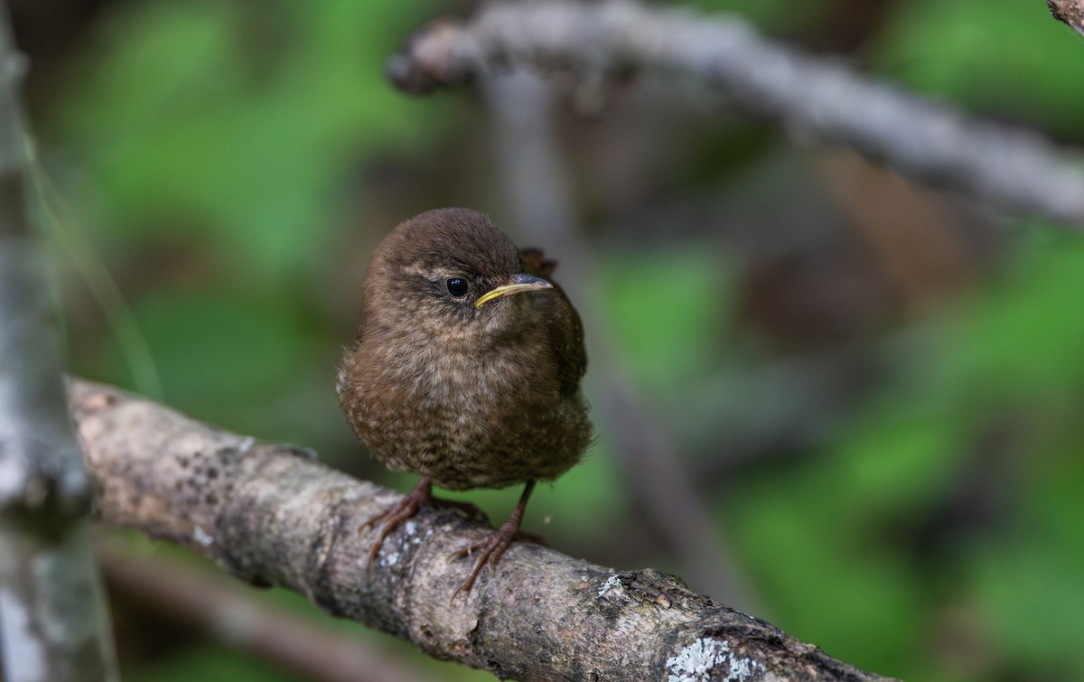 Winter Wren - ML640984689