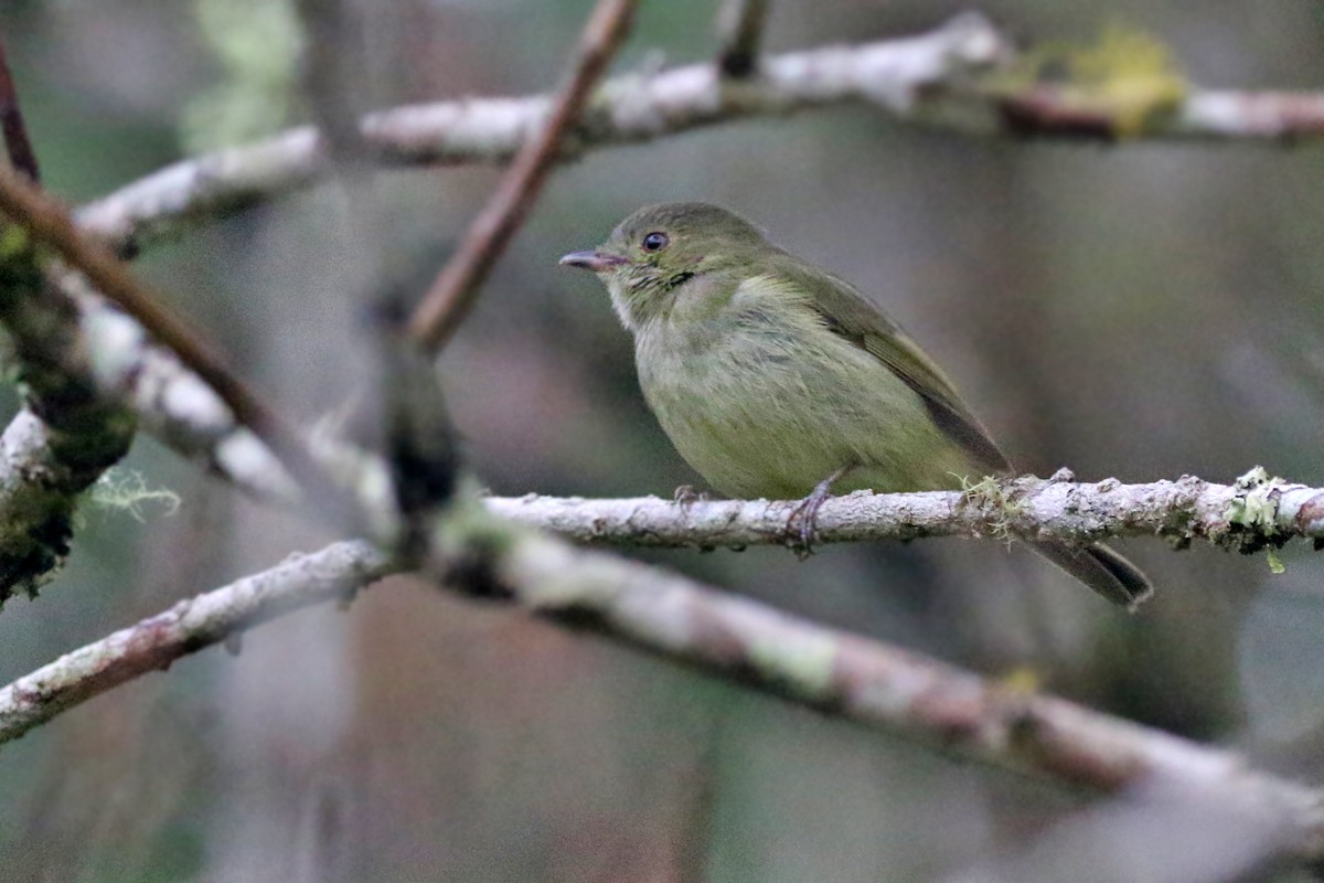 Serra do Mar Tyrant-Manakin - ML64098471