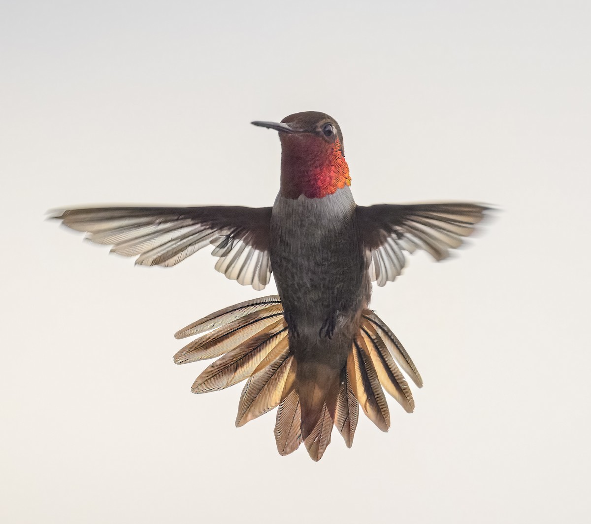 Anna's x Rufous Hummingbird (hybrid) - ML640984718