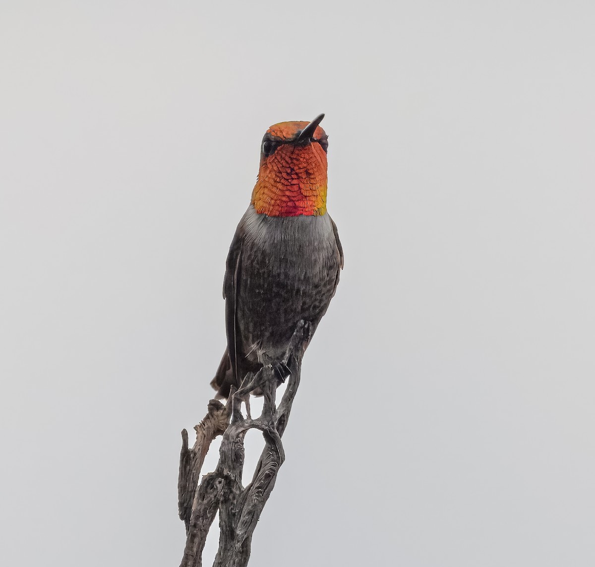Anna's x Rufous Hummingbird (hybrid) - ML640984719