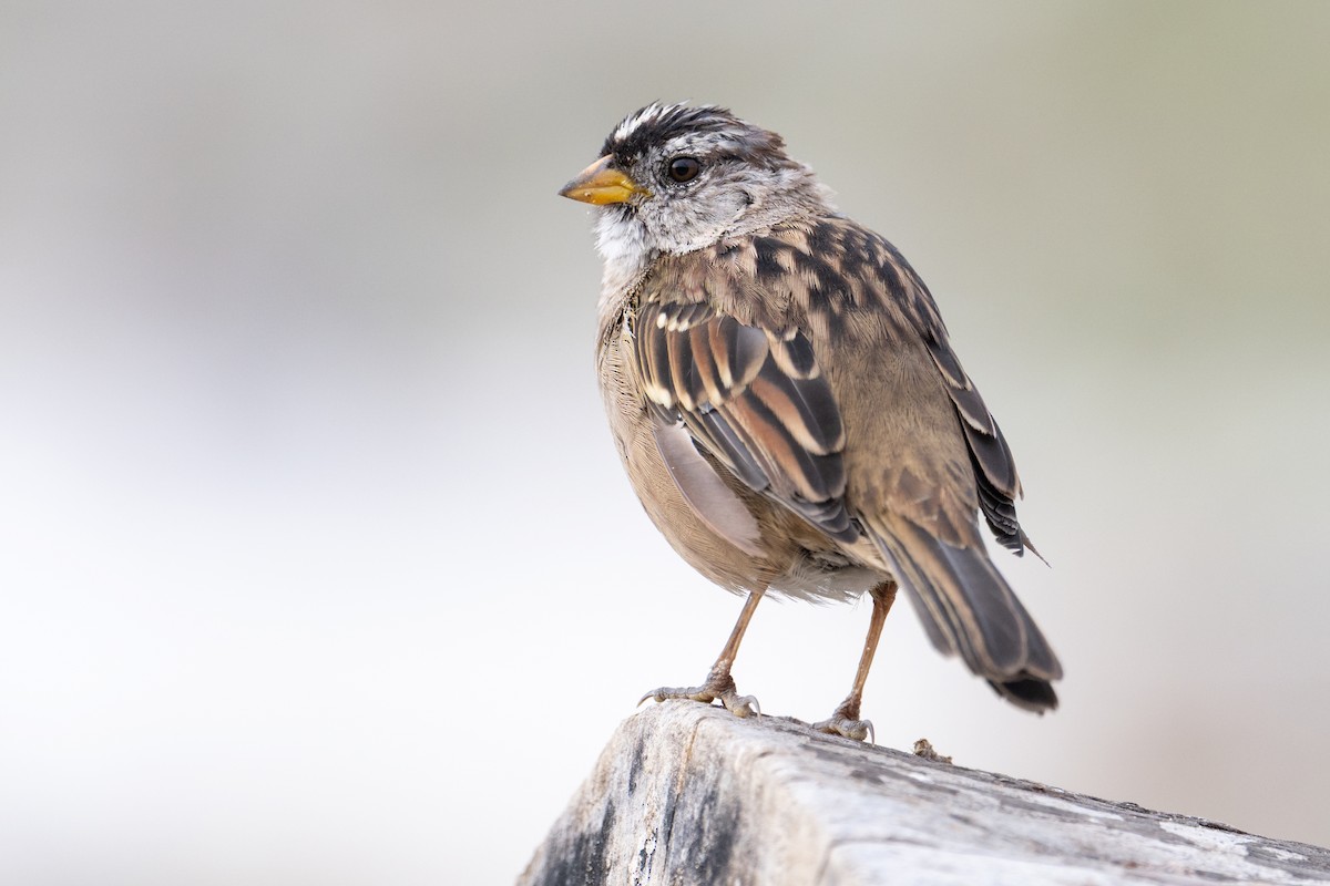 White-crowned Sparrow - ML640984771