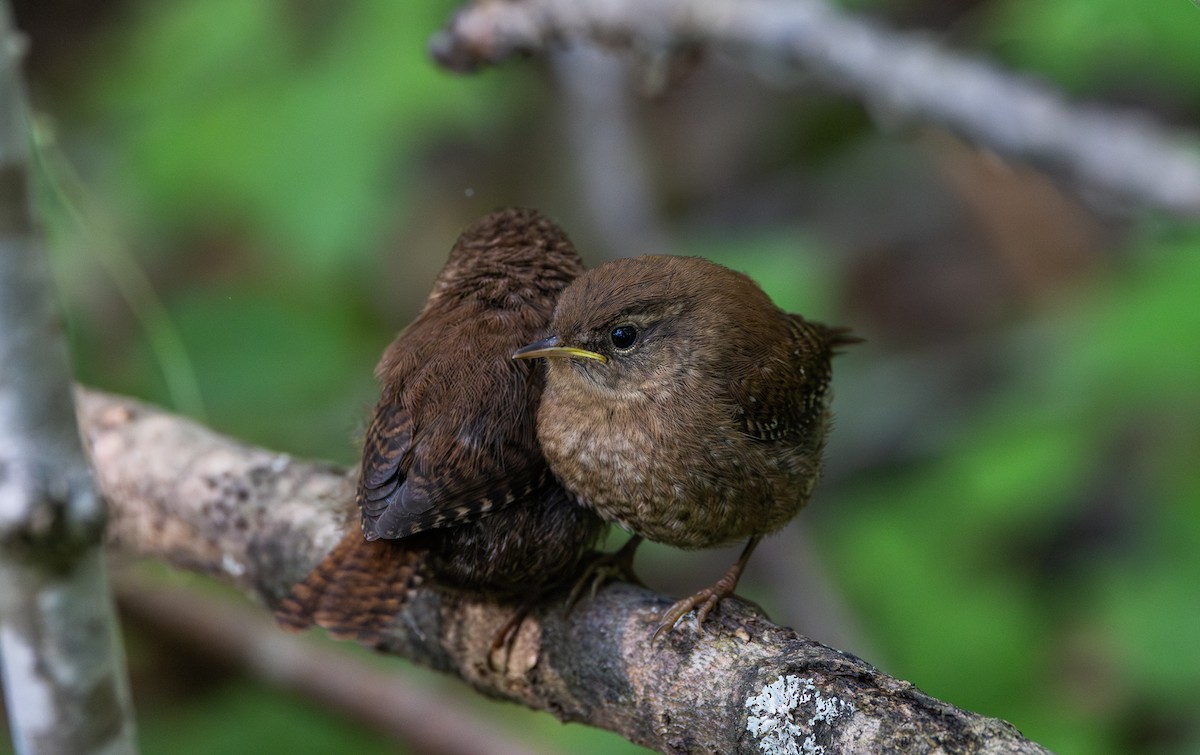 Winter Wren - ML640984776