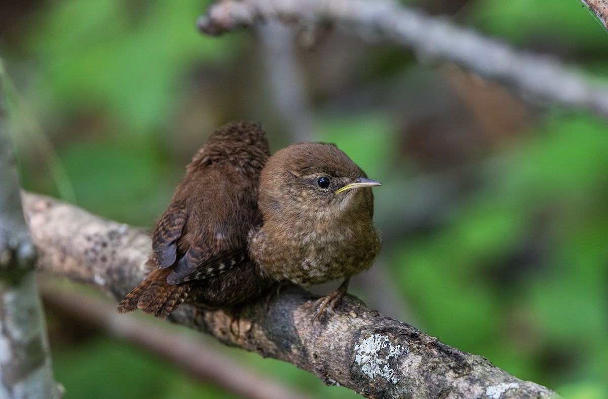 Winter Wren - ML640984781
