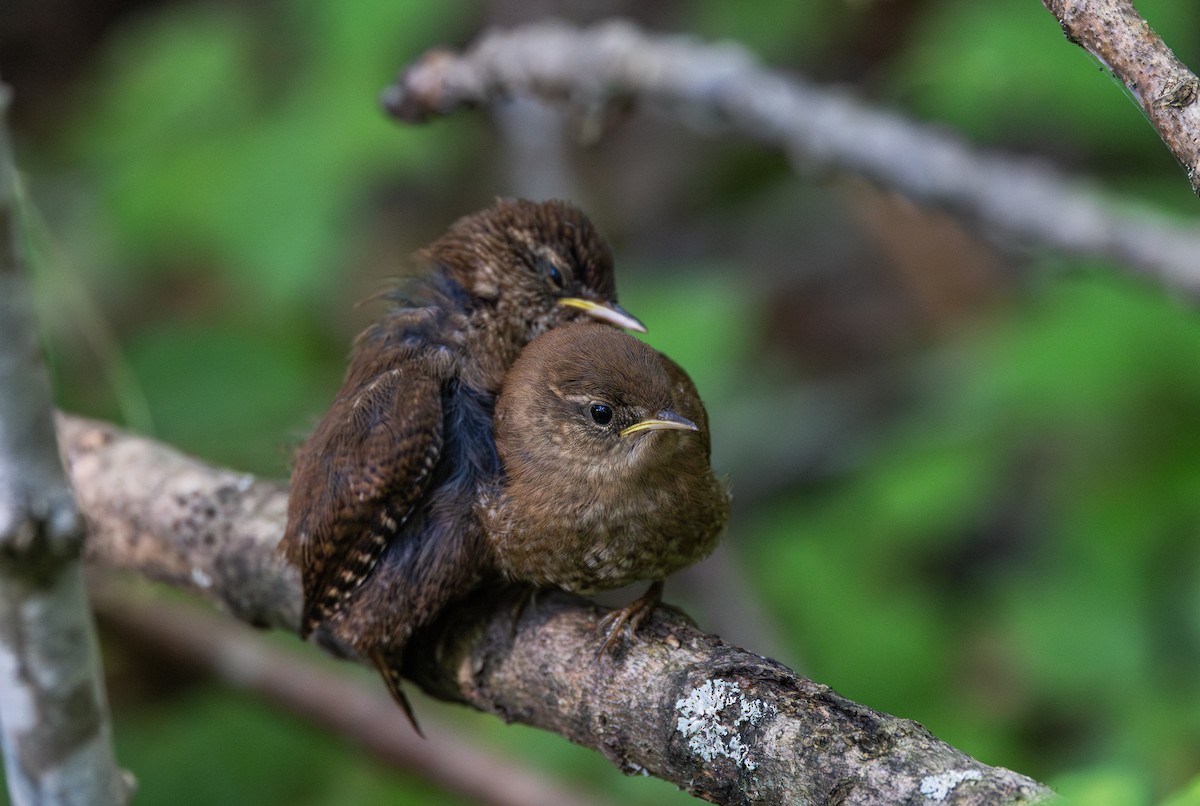 Winter Wren - ML640984782