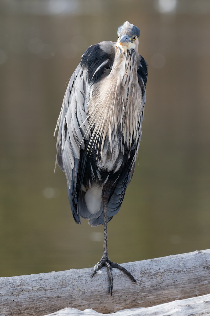 Great Blue Heron - ML640984783