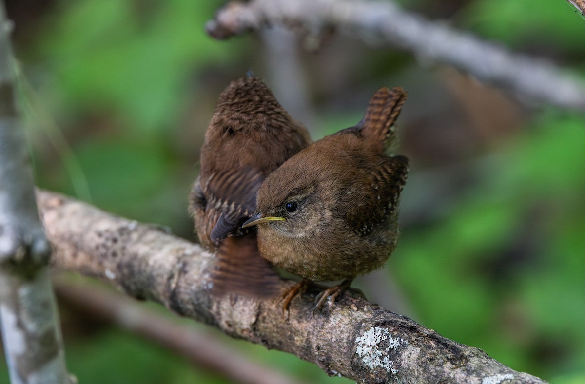 Winter Wren - ML640984788