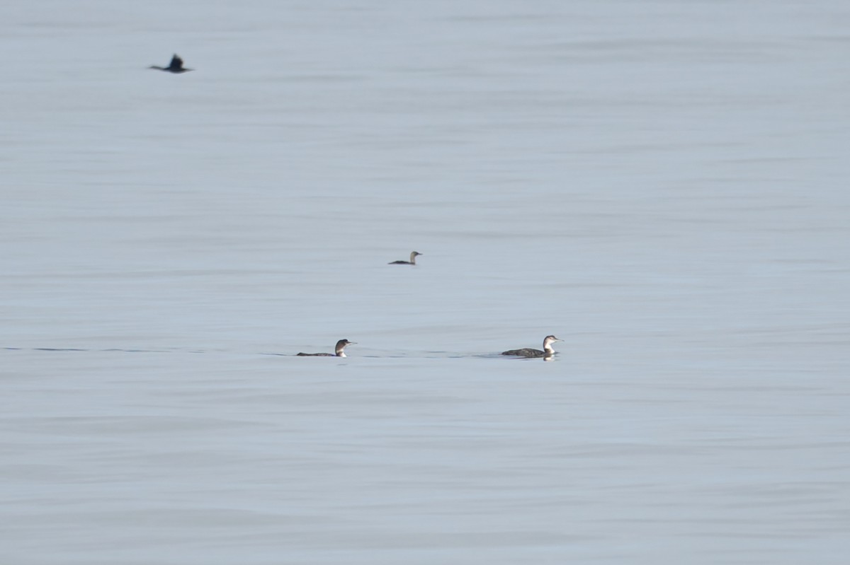 Common Loon - ML640984790