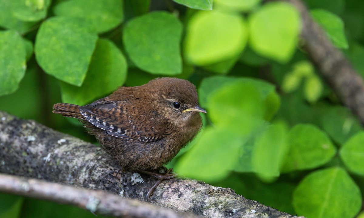 Winter Wren - ML640984802