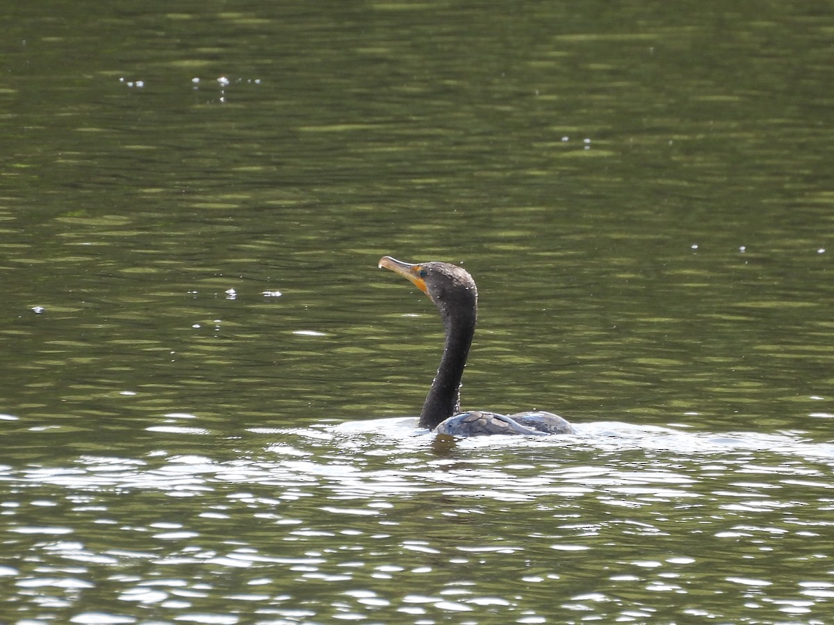 Double-crested Cormorant - ML640984822