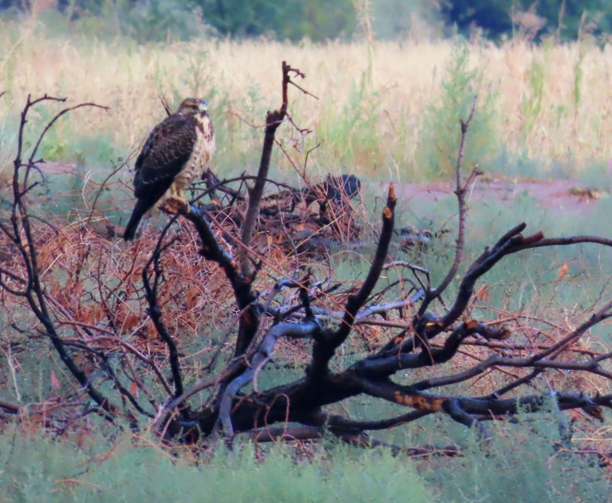 Swainson's Hawk - ML640984827