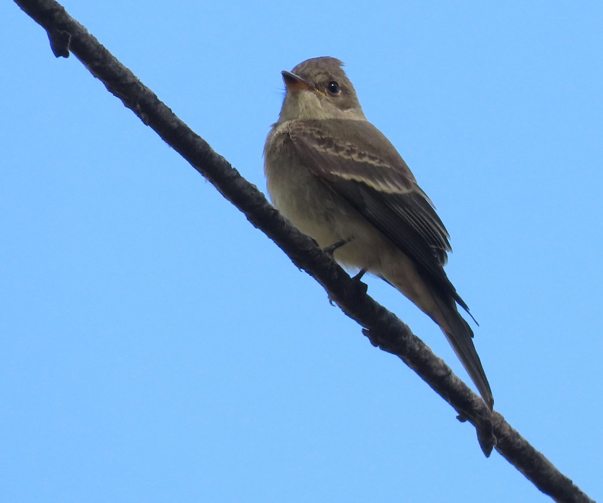 Western Wood-Pewee - ML640984849