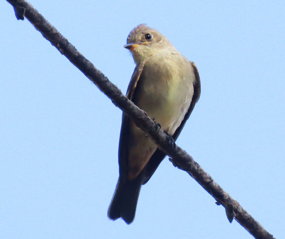 Western Wood-Pewee - ML640984850