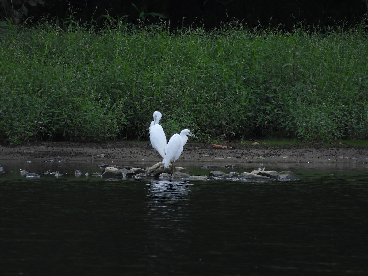 Little Blue Heron - ML640984853