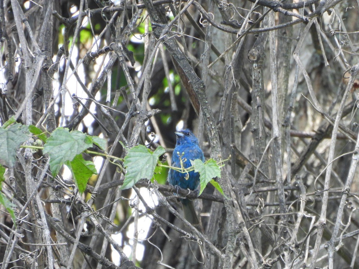 Indigo Bunting - ML640984953
