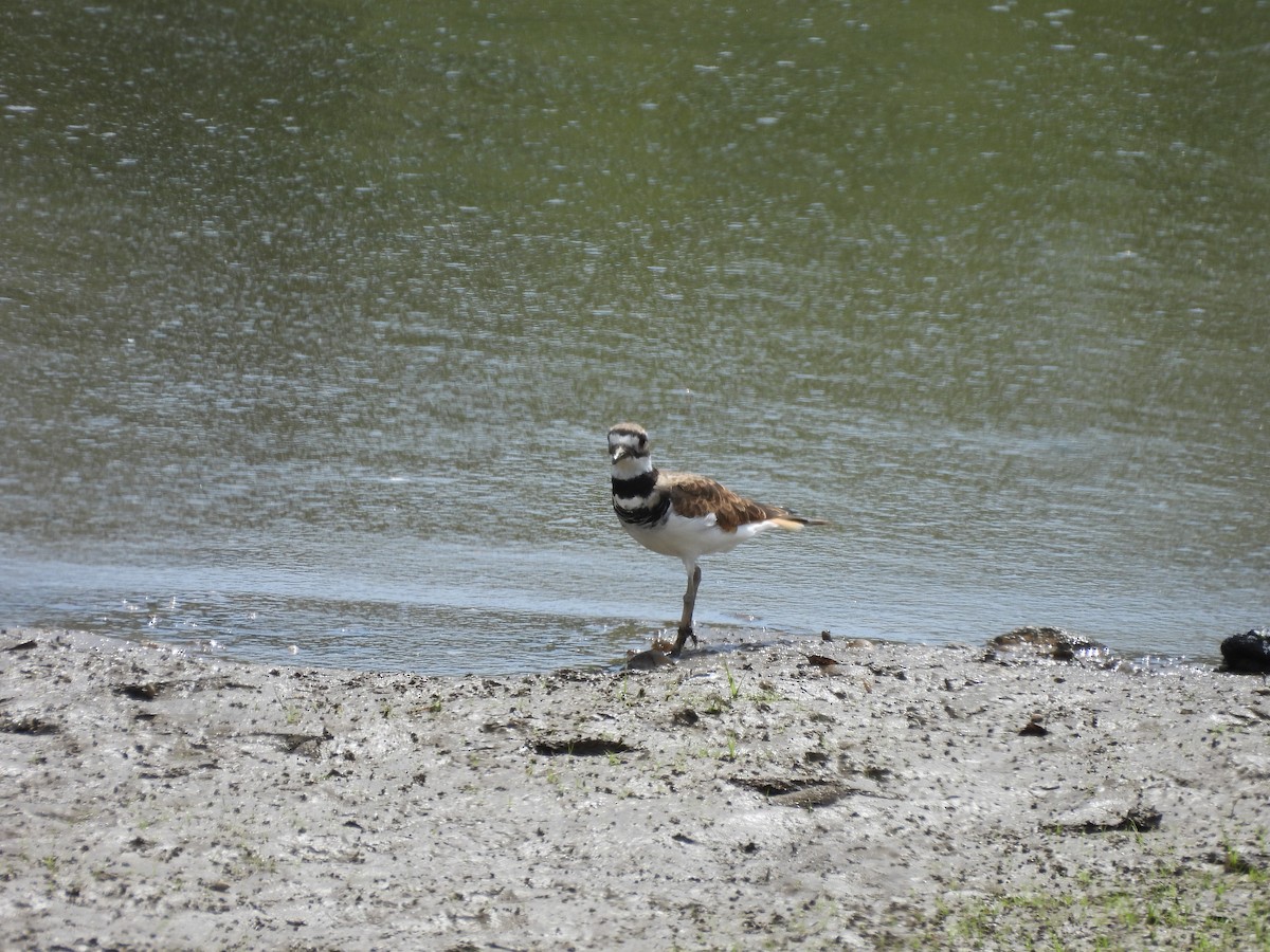 Killdeer - ML640984964