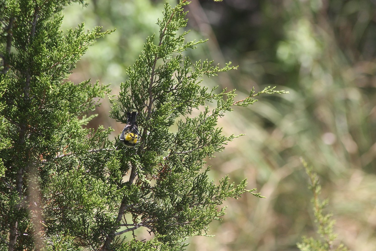 Golden-cheeked Warbler - ML640984985