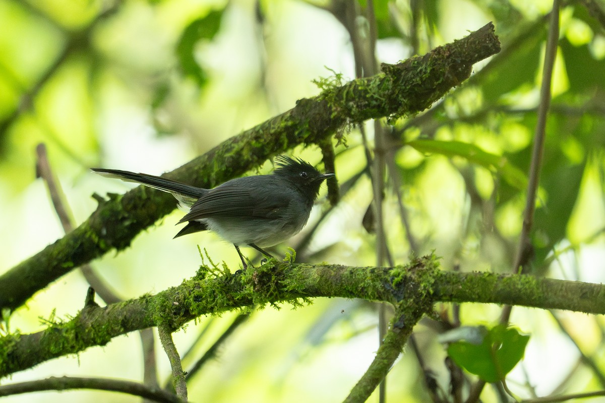 White-tailed Crested Flycatcher - ML640985017