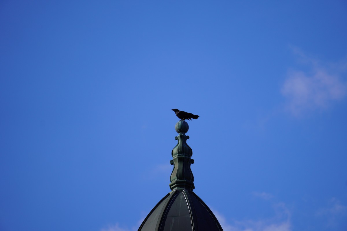 Common Raven - ML640985121