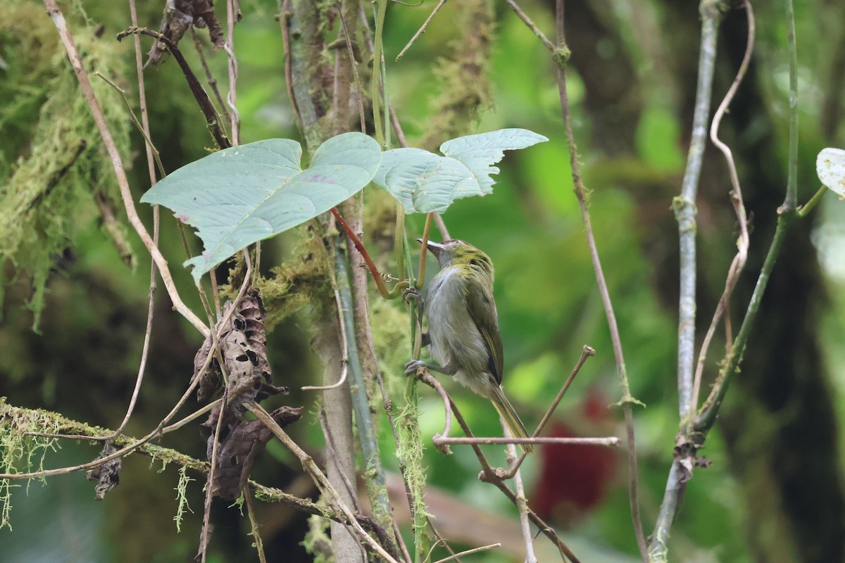Black-billed Peppershrike - ML640985147