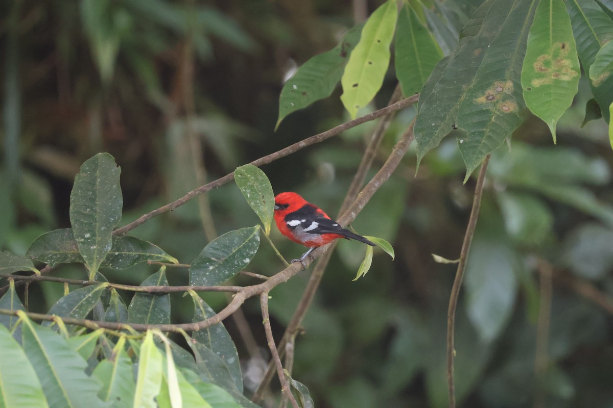 White-winged Tanager - ML640985156