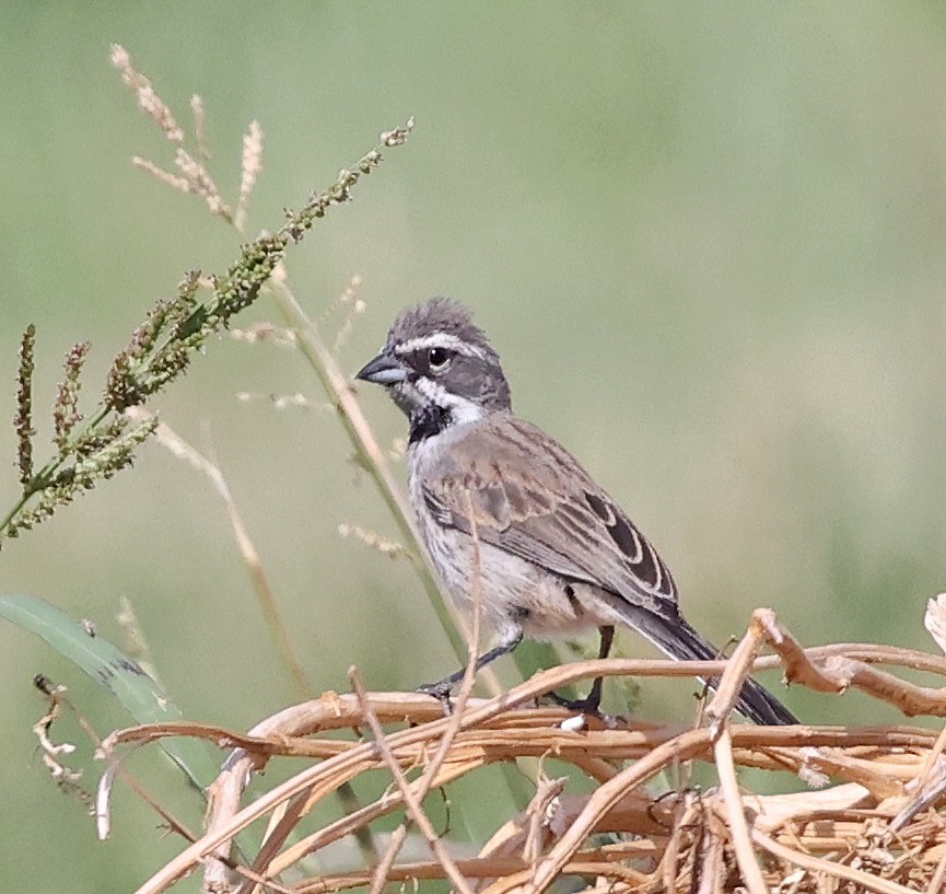 Black-throated Sparrow - ML640985187