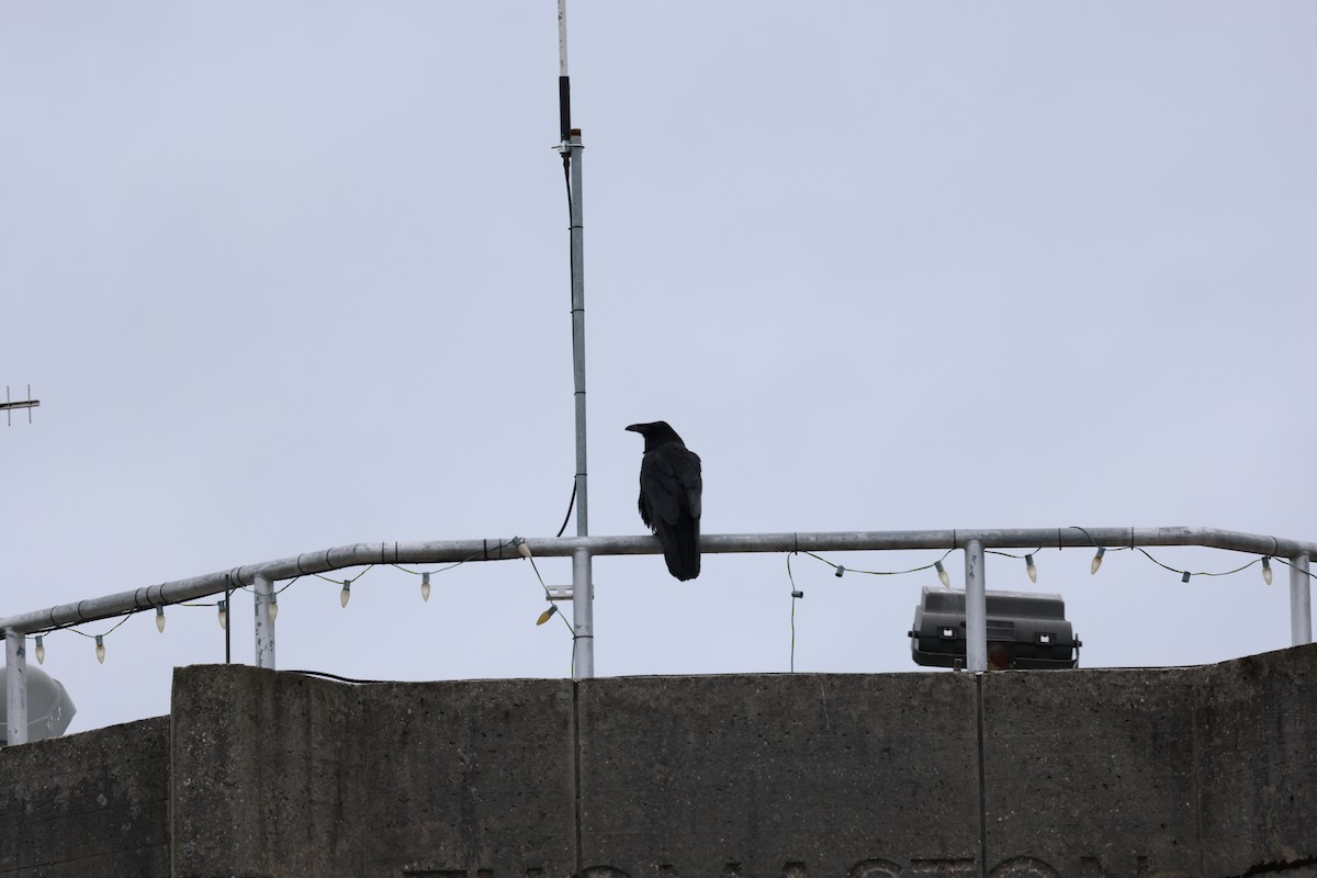 Common Raven - ML640985206