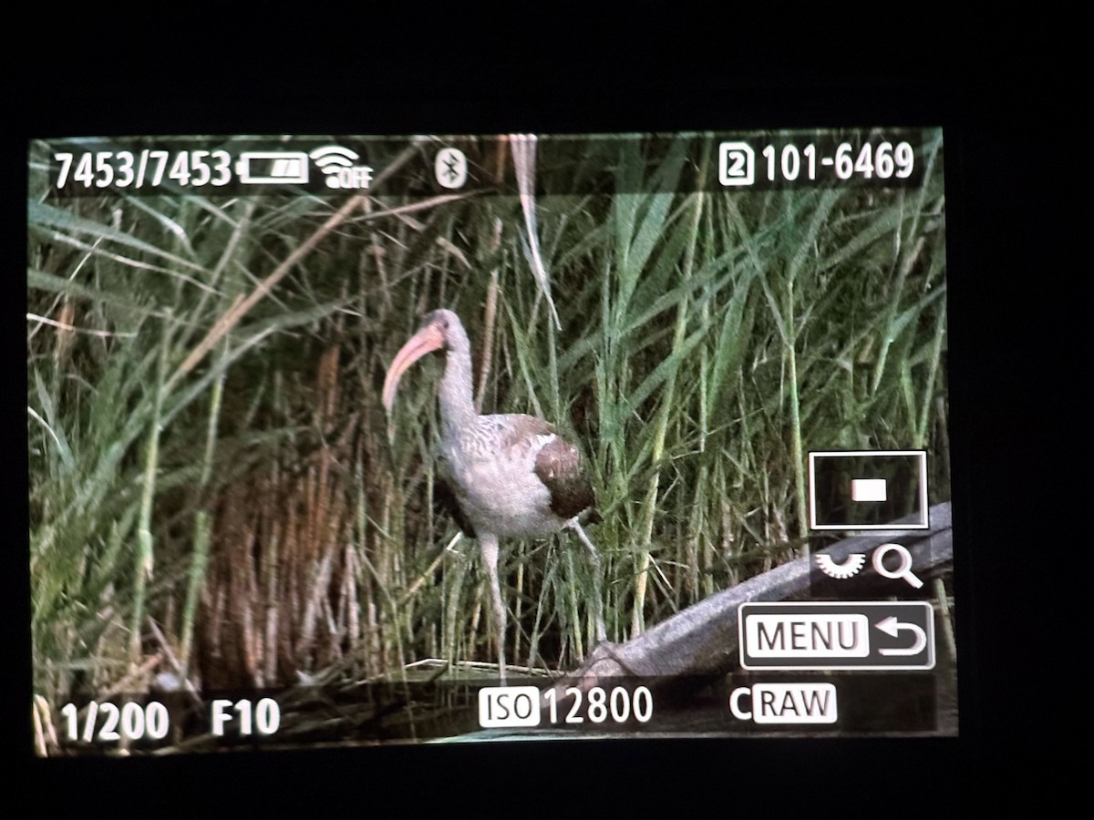 White Ibis - ML640985220