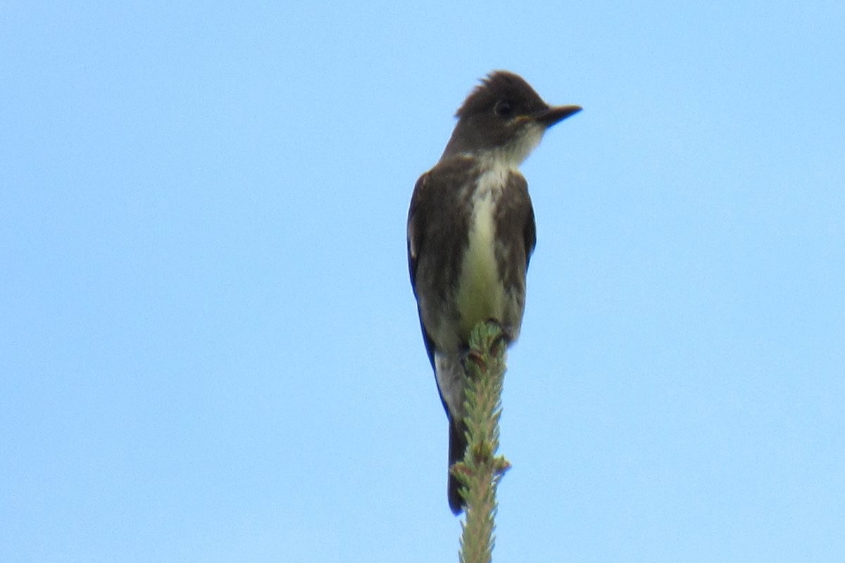 Olive-sided Flycatcher - ML640985230