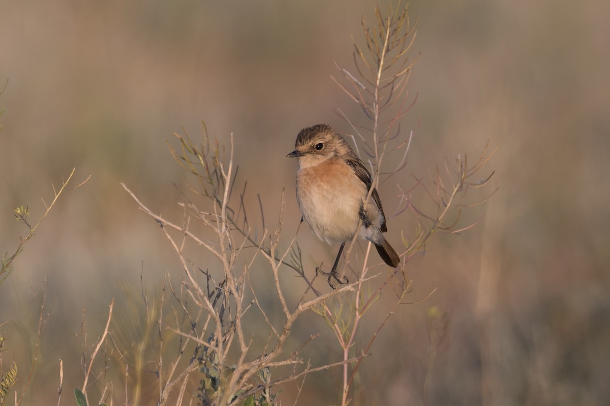 Siberian Stonechat - ML640985254