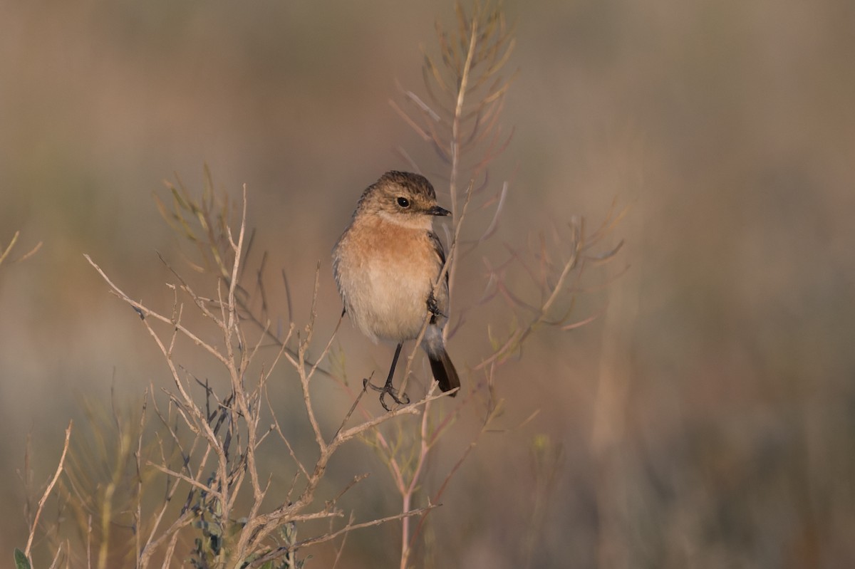 Siberian Stonechat - ML640985255