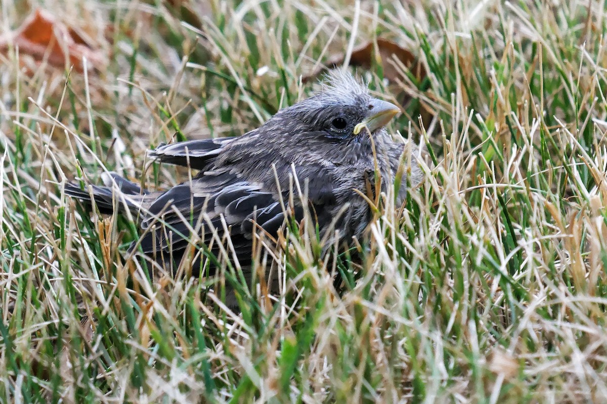 House Finch - ML640985266