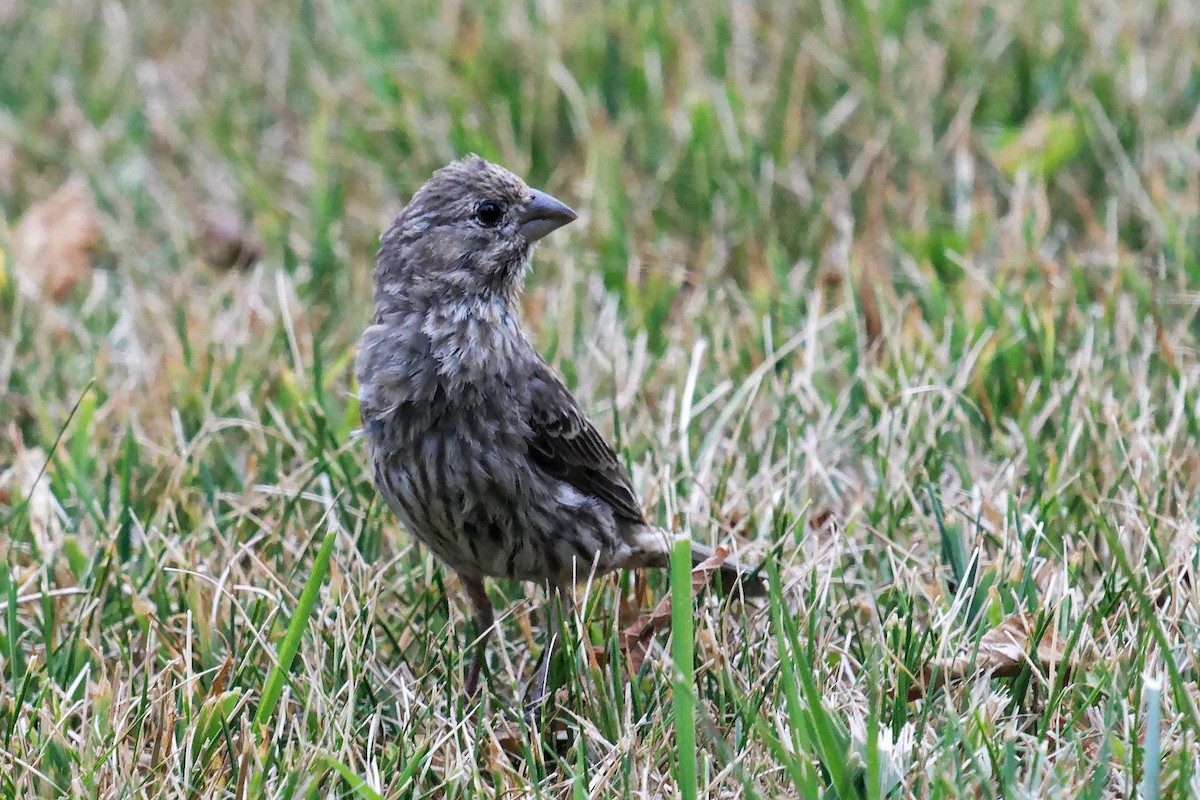 House Finch - ML640985273
