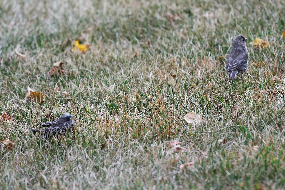 House Finch - ML640985279