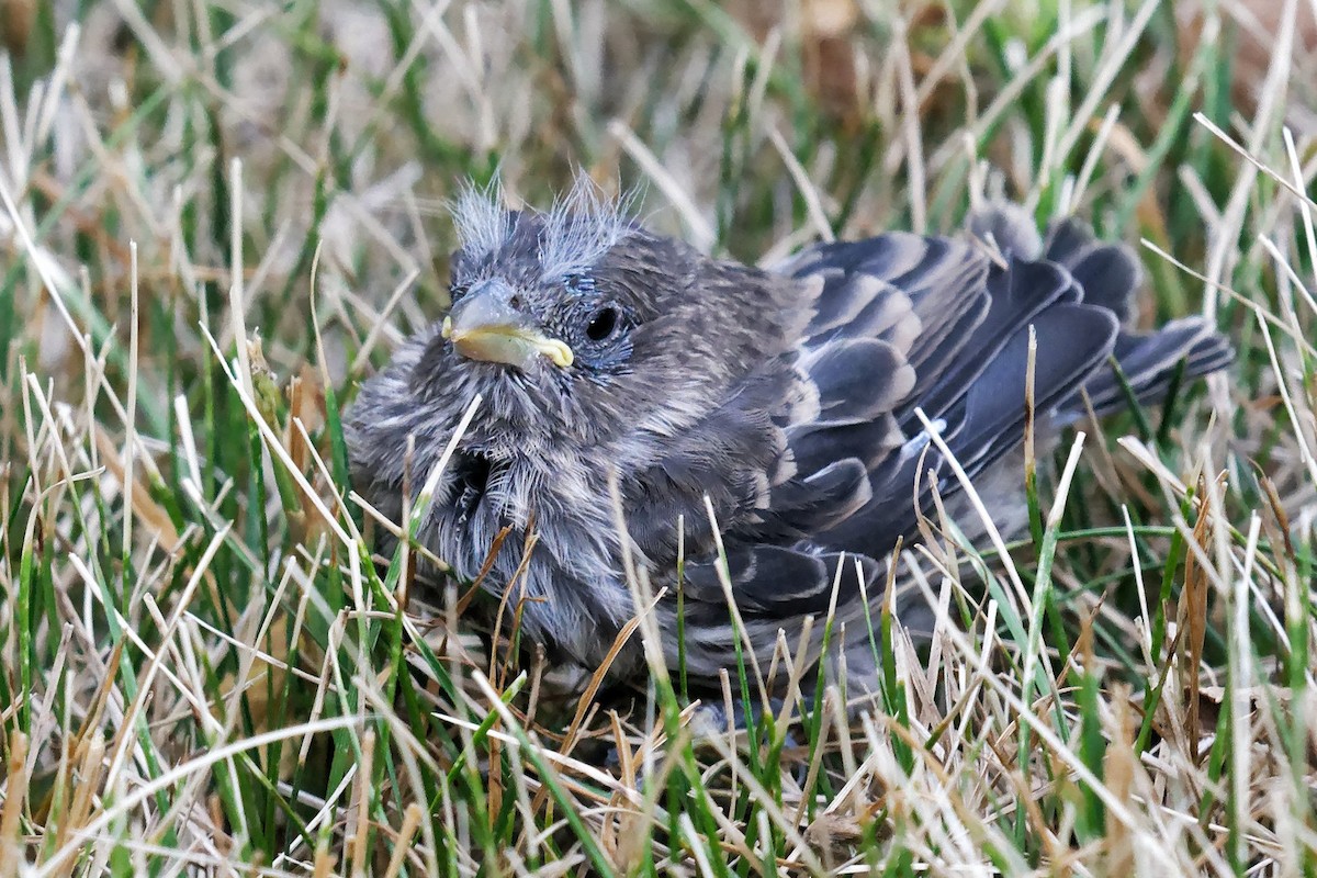 House Finch - ML640985285
