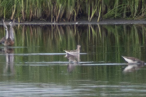 Wilson's Phalarope - ML640985311
