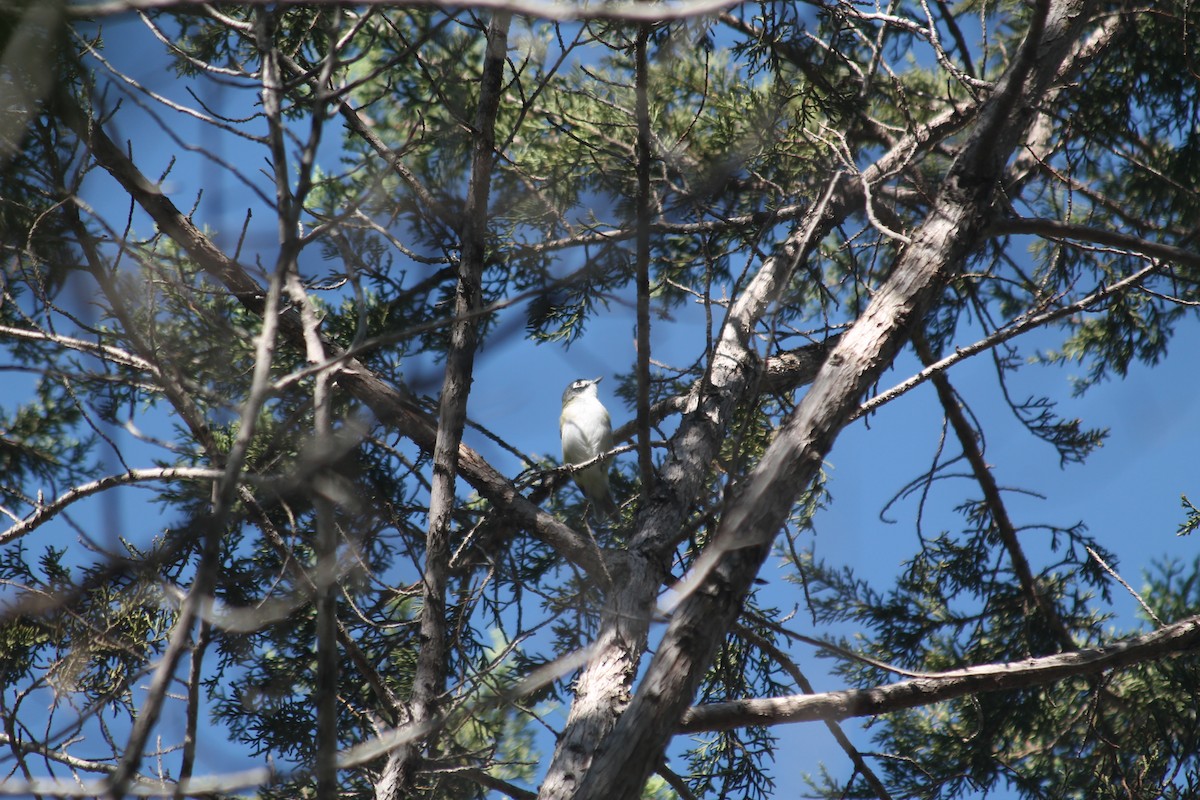 Black-capped Vireo - ML640985325
