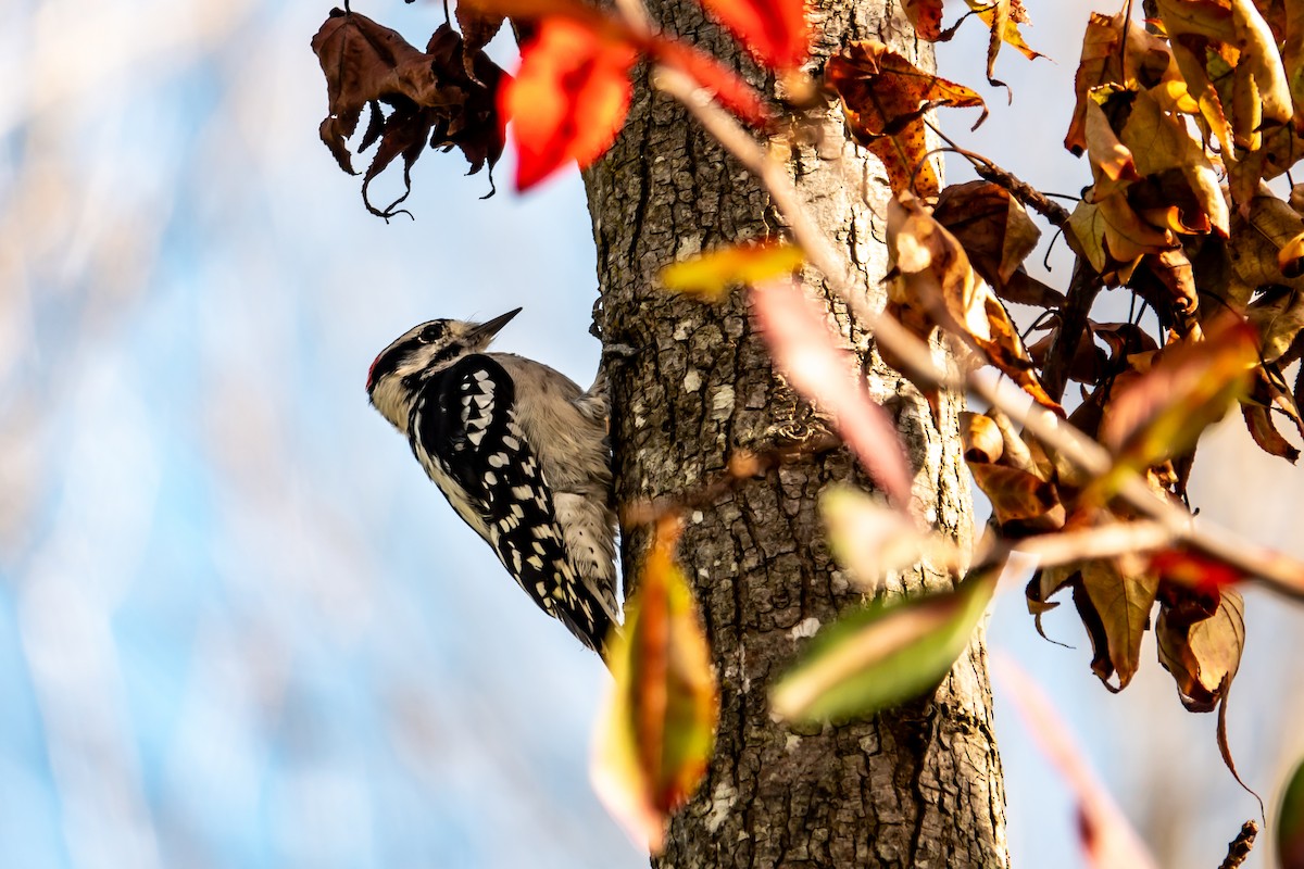 Downy Woodpecker - ML640985333